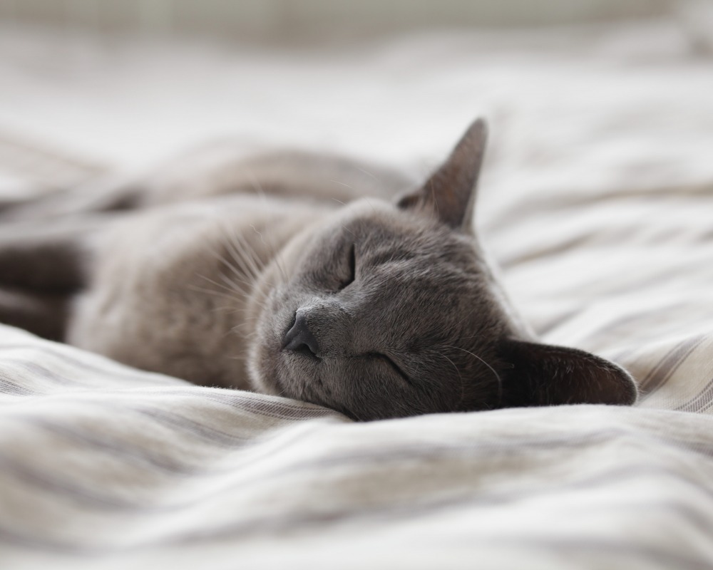 Explore top-rated mattresses to help you sleep better in 2022